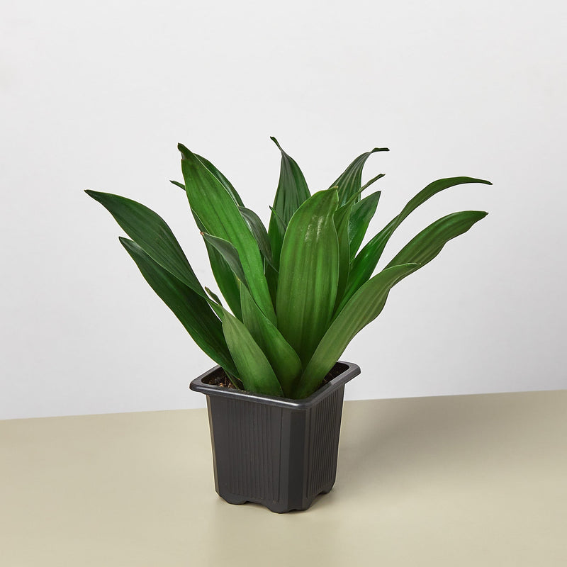 Load image into Gallery viewer, Dracaena 'Janet Craig'
