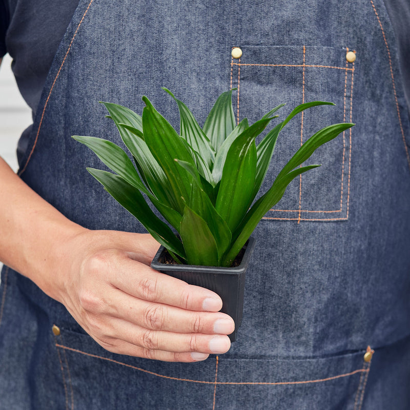 Load image into Gallery viewer, Dracaena 'Janet Craig'
