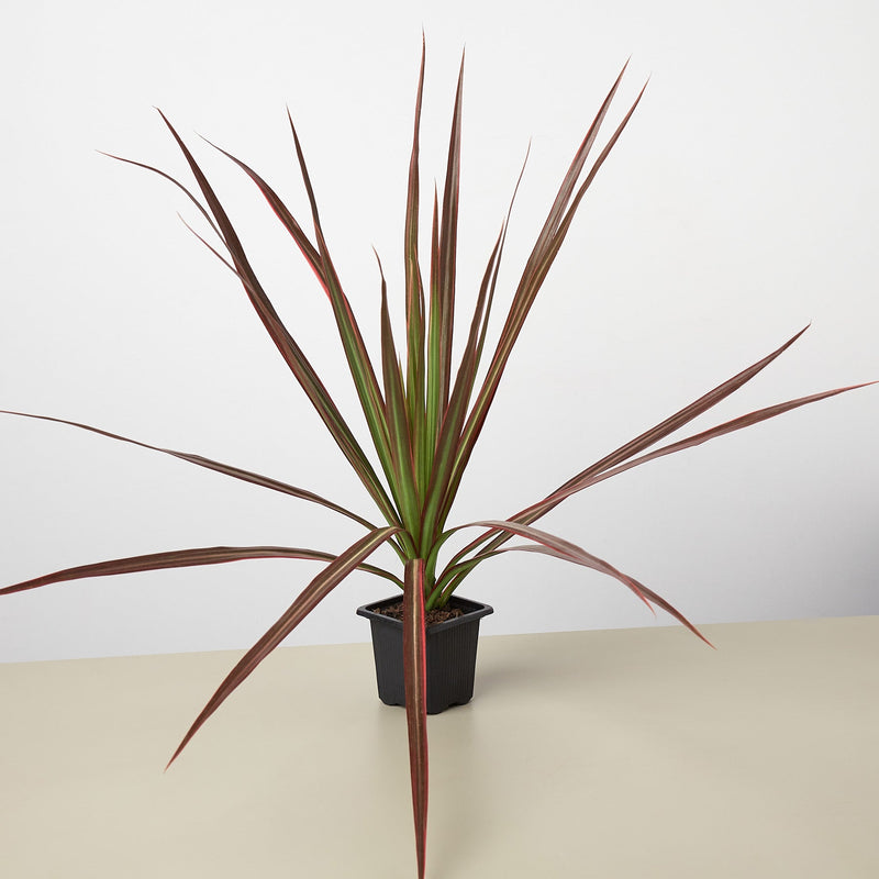 Load image into Gallery viewer, Dracaena 'Colorama'
