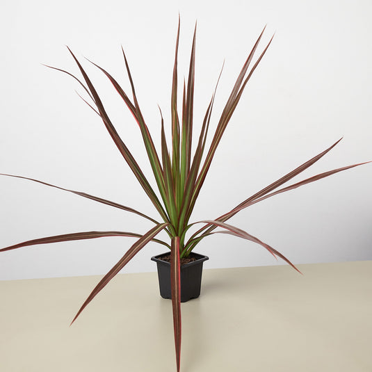 Dracaena 'Colorama'