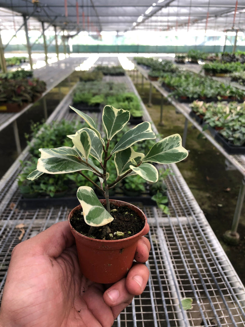 Load image into Gallery viewer, Ficus 'Triangularis Variegated'
