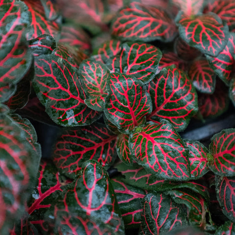 Fittonia 'Red', additional product view 2