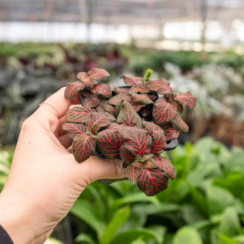 Load image into Gallery viewer, Fittonia 'Red'
