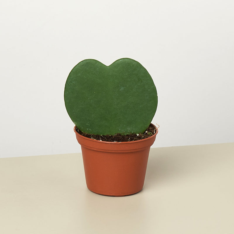 Load image into Gallery viewer, Hoya 'Sweetheart'
