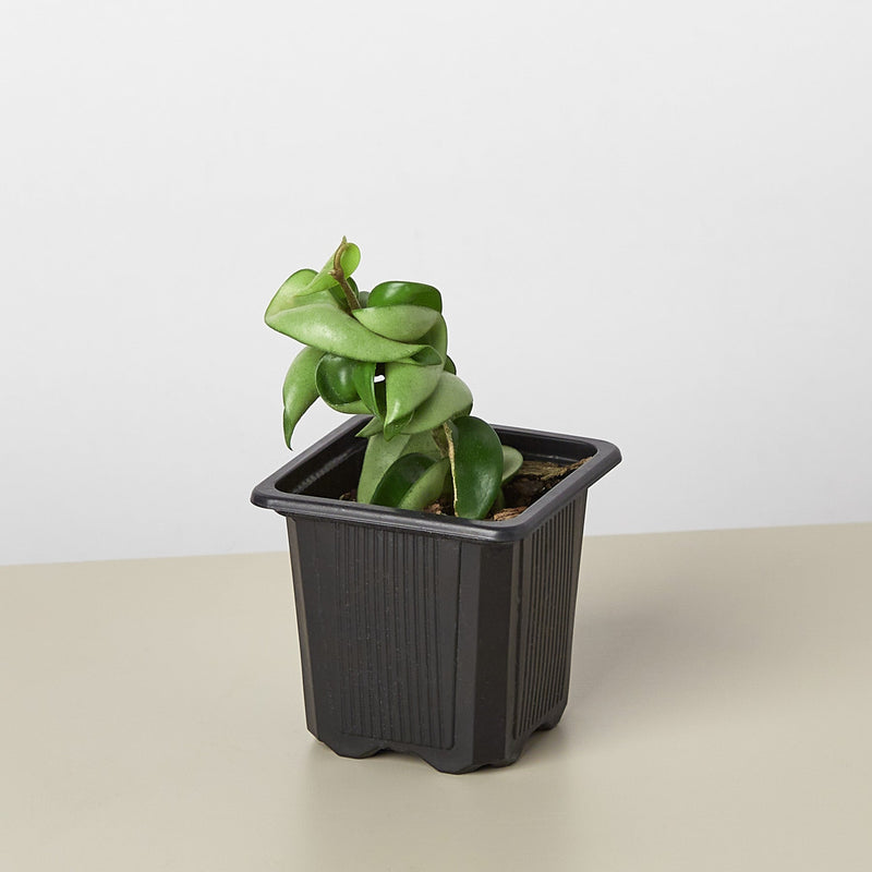 Load image into Gallery viewer, Hoya Rope Plant
