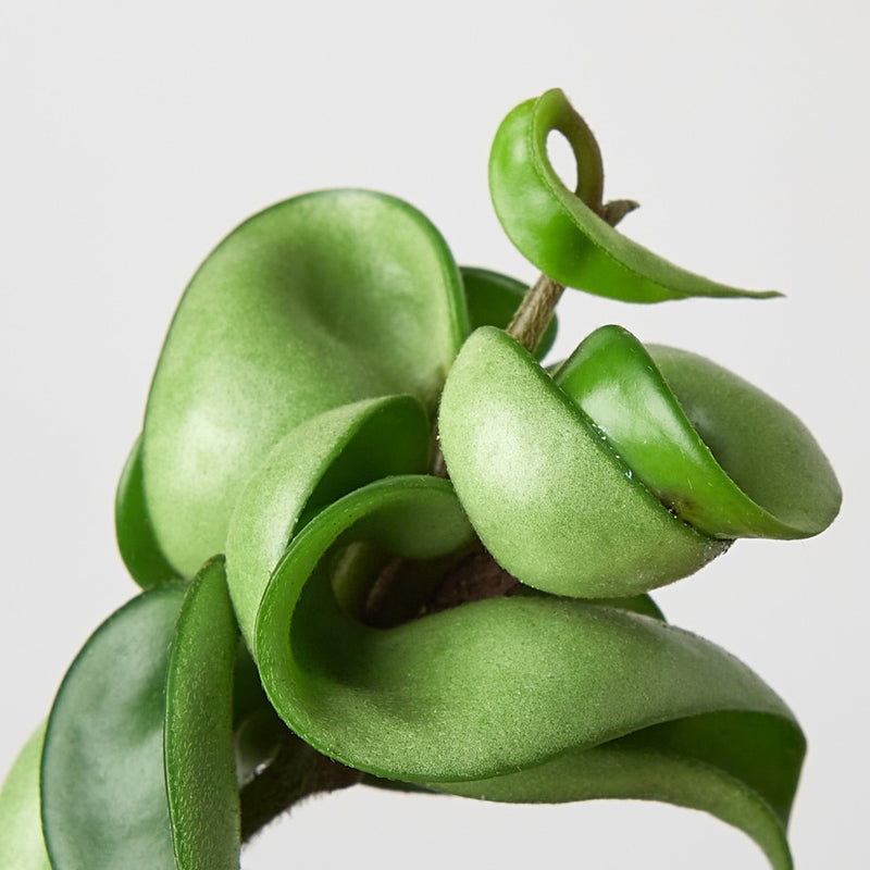 Load image into Gallery viewer, Hoya Rope Plant
