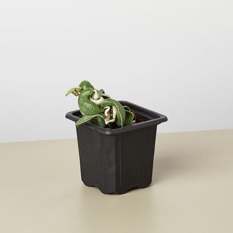 Load image into Gallery viewer, Hoya 'Rope Plant' Variegated
