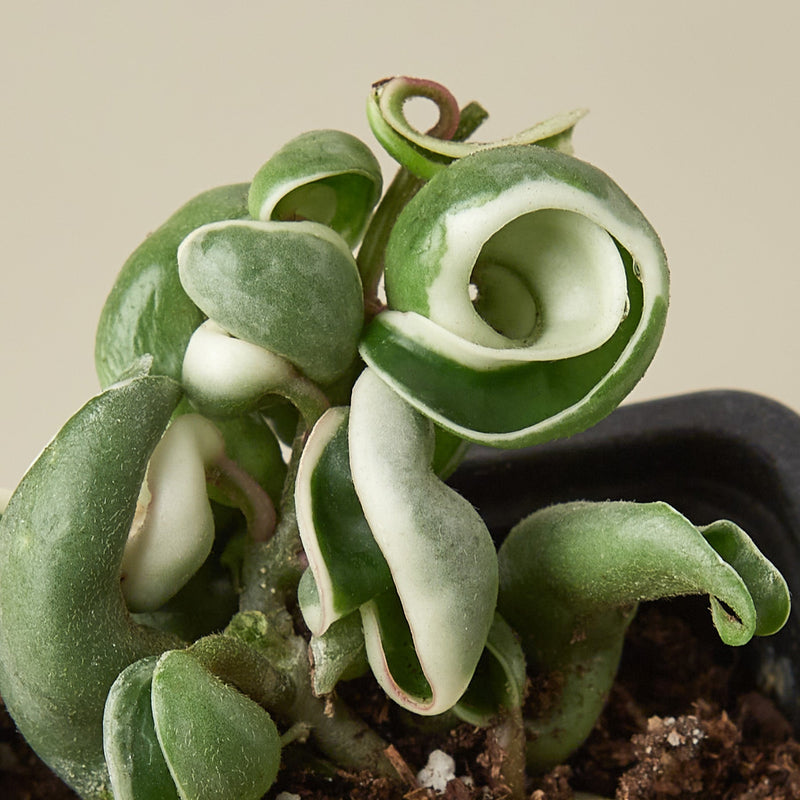 Load image into Gallery viewer, Hoya 'Rope Plant' Variegated
