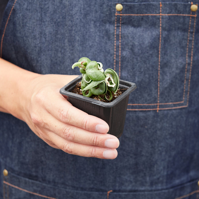Load image into Gallery viewer, Hoya 'Rope Plant' Variegated
