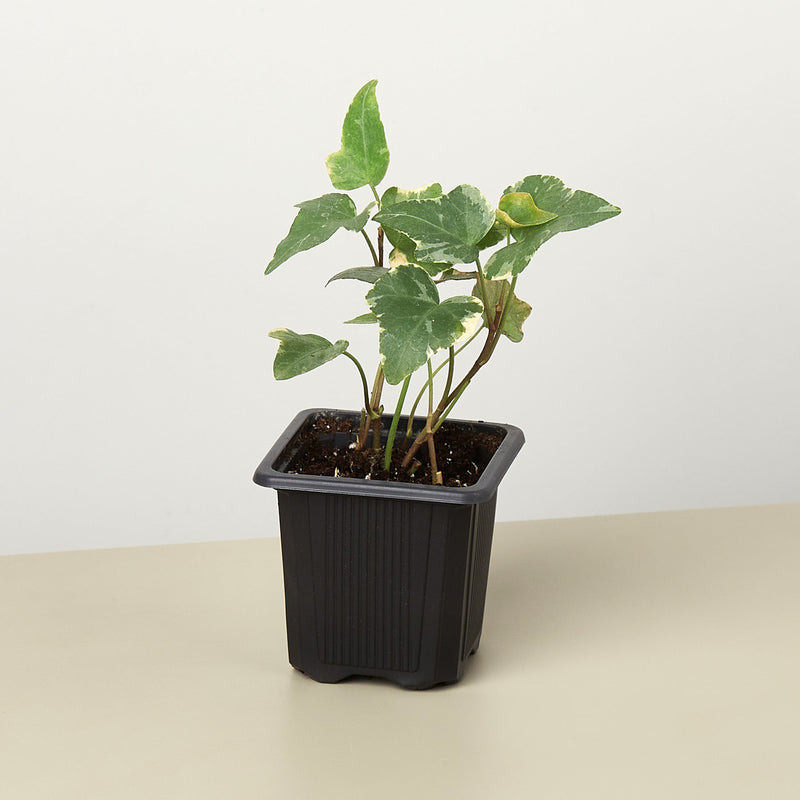 Load image into Gallery viewer, English Ivy 'Glacier'

