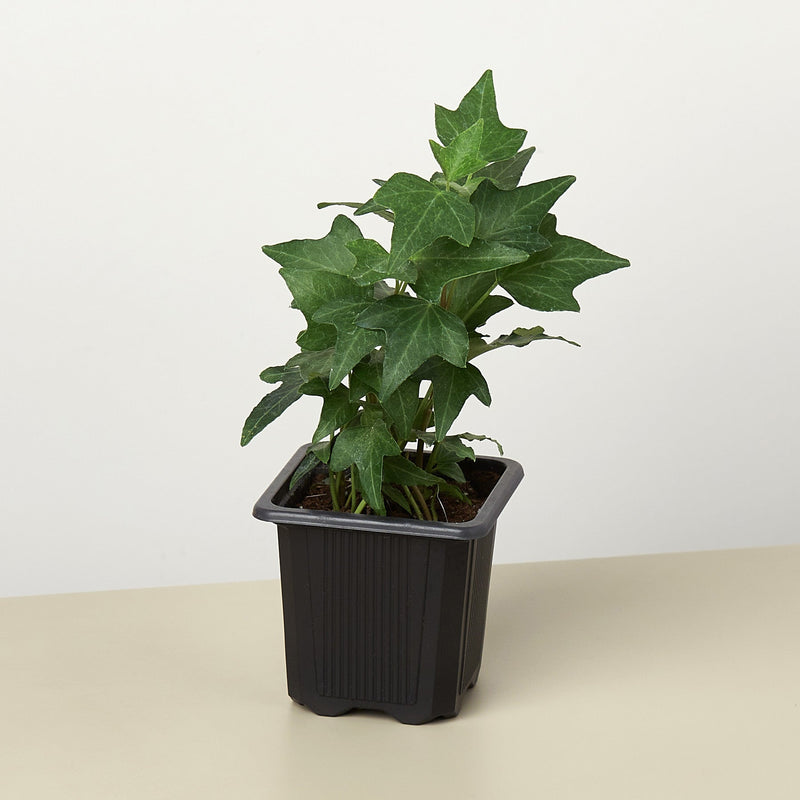 Load image into Gallery viewer, English Ivy 'Green California'
