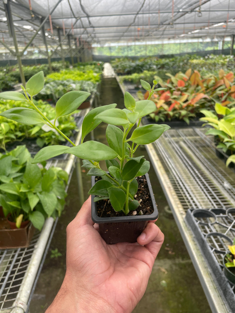 Load image into Gallery viewer, Lipstick Plant
