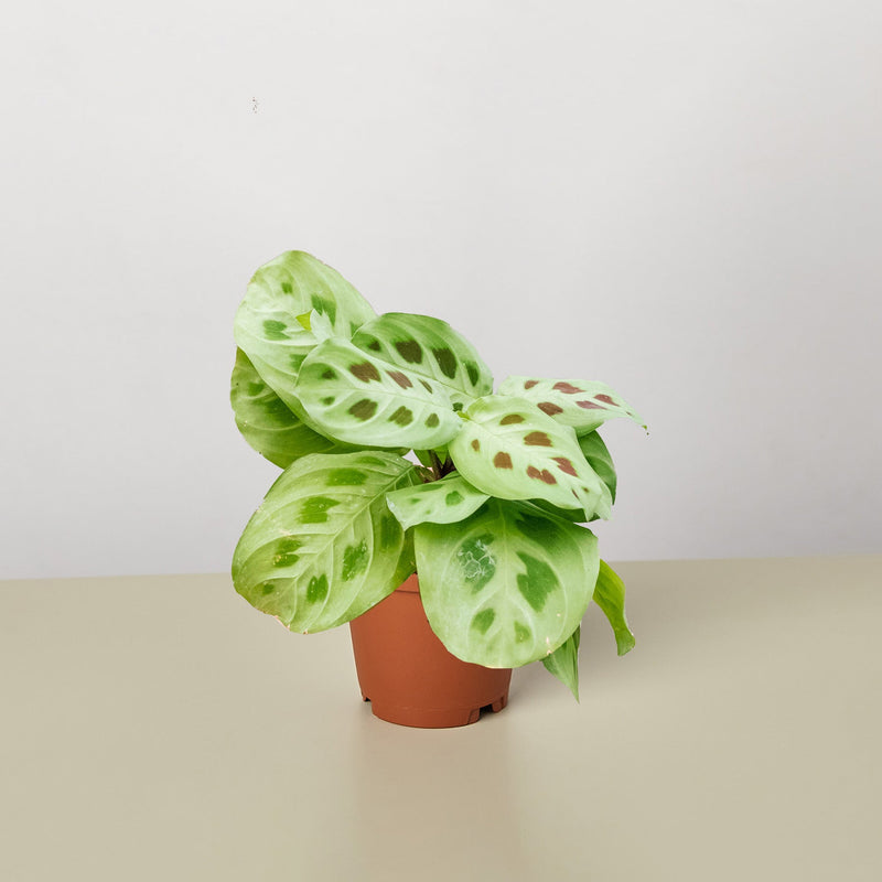 Load image into Gallery viewer, Maranta Leuconeura
