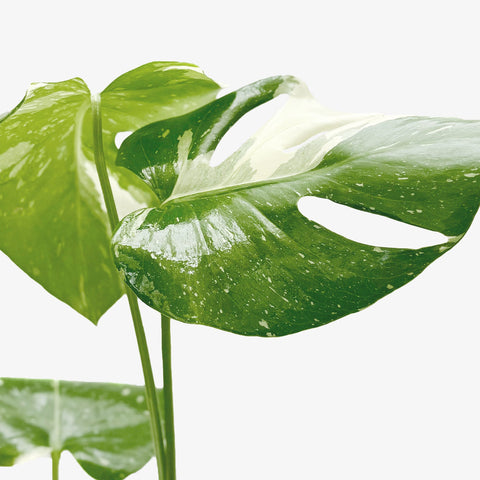 Monstera 'Thai Constellation', additional product view 2