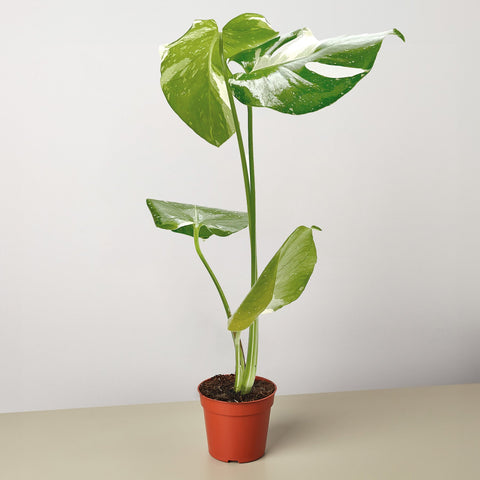 Monstera Thai Constellation