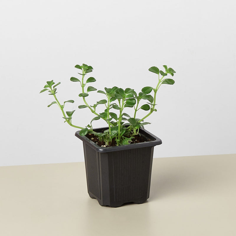 Load image into Gallery viewer, Nettle 'Baby's Tear'
