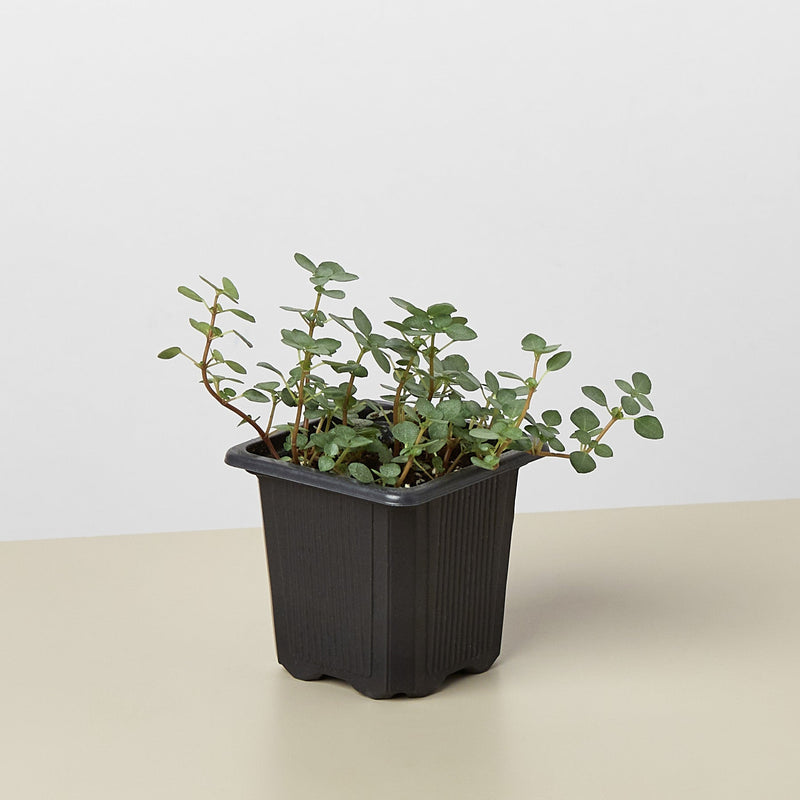 Load image into Gallery viewer, Nettle 'Silver Sparkle'
