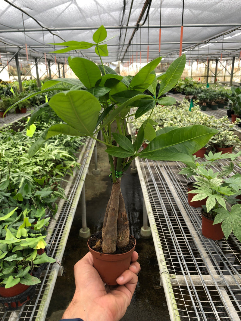 Load image into Gallery viewer, Money Tree 'Guiana Chestnut' Pachira Braid
