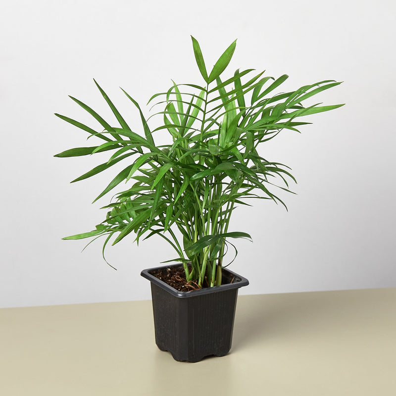 Load image into Gallery viewer, Parlor Palm
