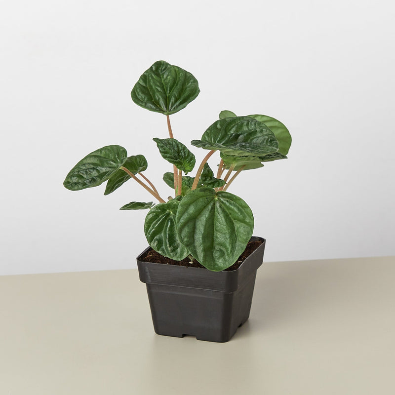 Load image into Gallery viewer, Peperomia 'Ripple'
