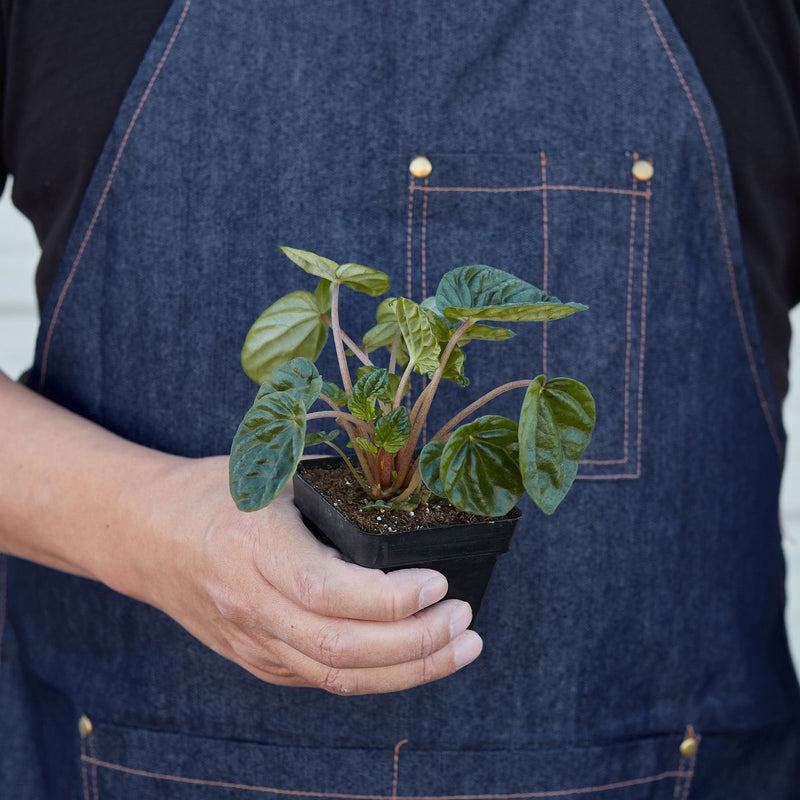 Load image into Gallery viewer, Peperomia 'Ripple'
