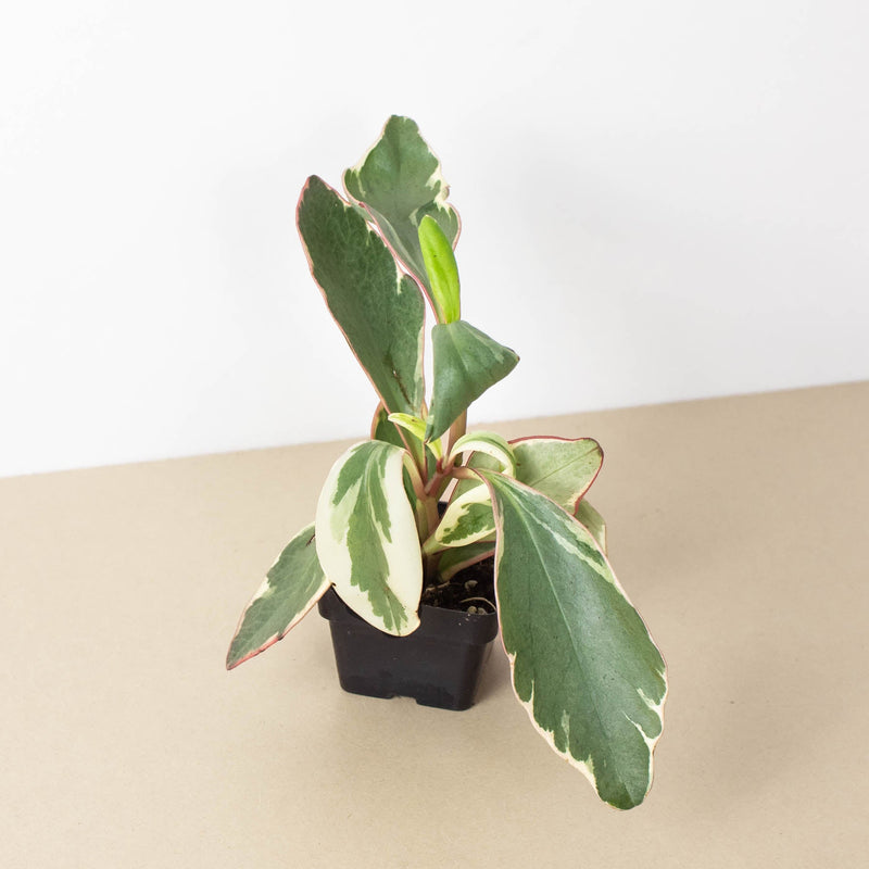 Load image into Gallery viewer, Peperomia 'Ginny'
