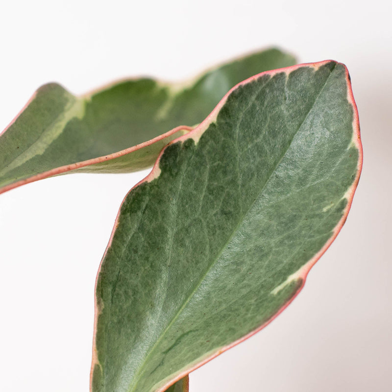 Load image into Gallery viewer, Peperomia 'Ginny'
