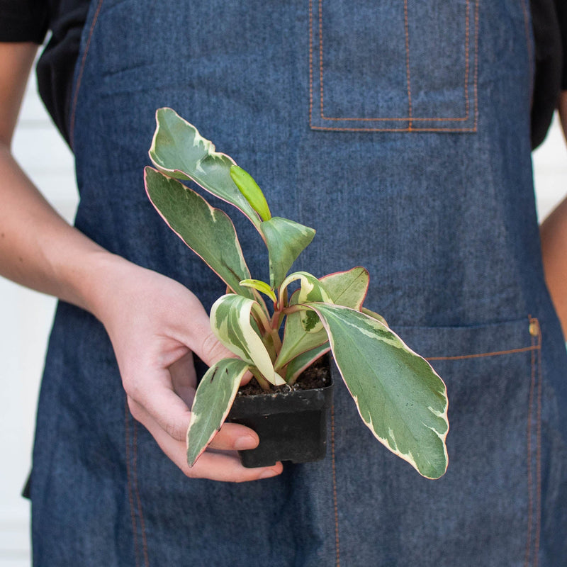 Load image into Gallery viewer, Peperomia 'Ginny'
