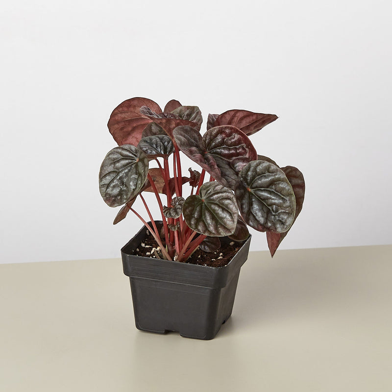 Load image into Gallery viewer, Peperomia 'Ripple Red'
