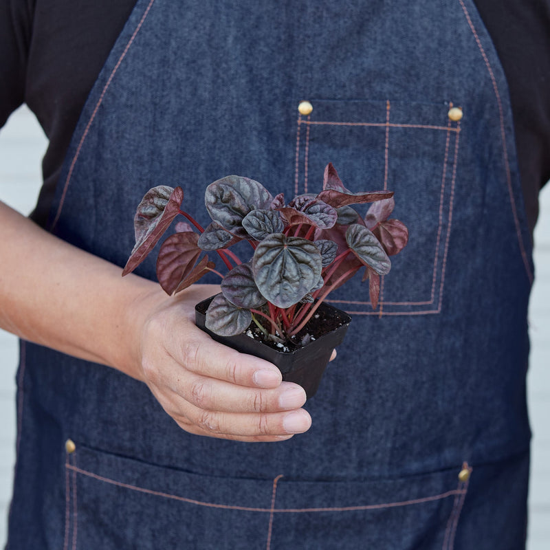 Load image into Gallery viewer, Peperomia 'Ripple Red'
