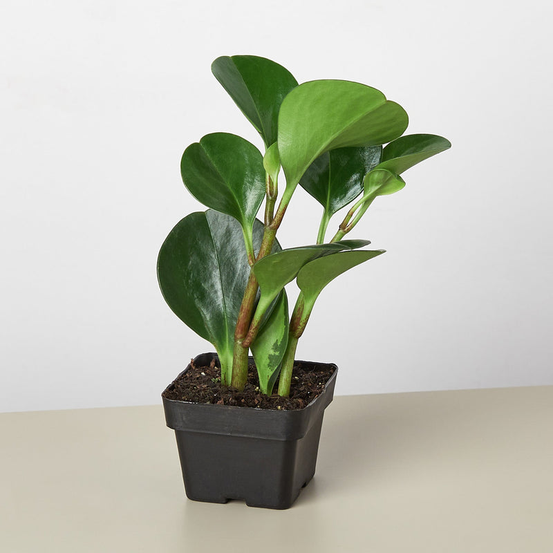 Load image into Gallery viewer, Peperomia Thailand
