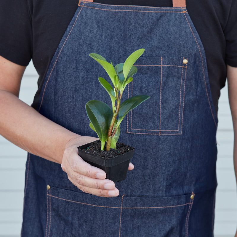 Load image into Gallery viewer, Peperomia Thailand
