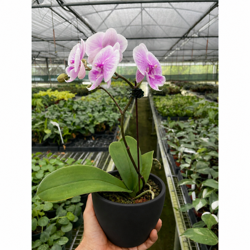 Load image into Gallery viewer, Orchid 'Light Pink Phalaenopsis'
