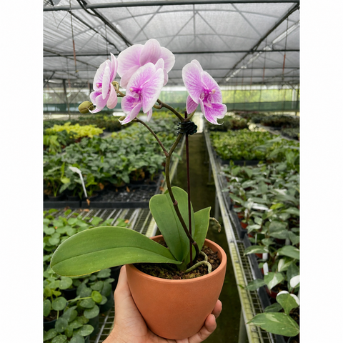 Orchid 'Light Pink Phalaenopsis', additional product view 2