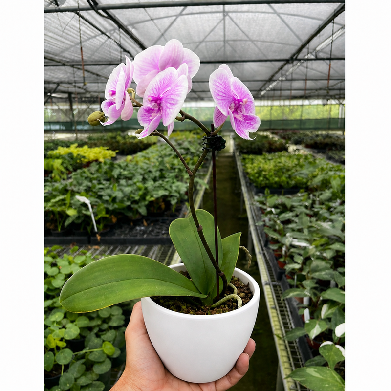 Load image into Gallery viewer, Orchid 'Light Pink Phalaenopsis'
