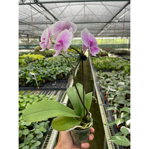 Orchid Light Pink Phalaenopsis