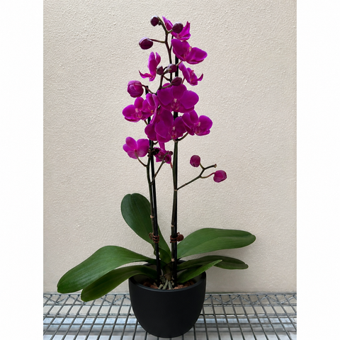 Orchid 'Purple Phalaenopsis', additional product view 2