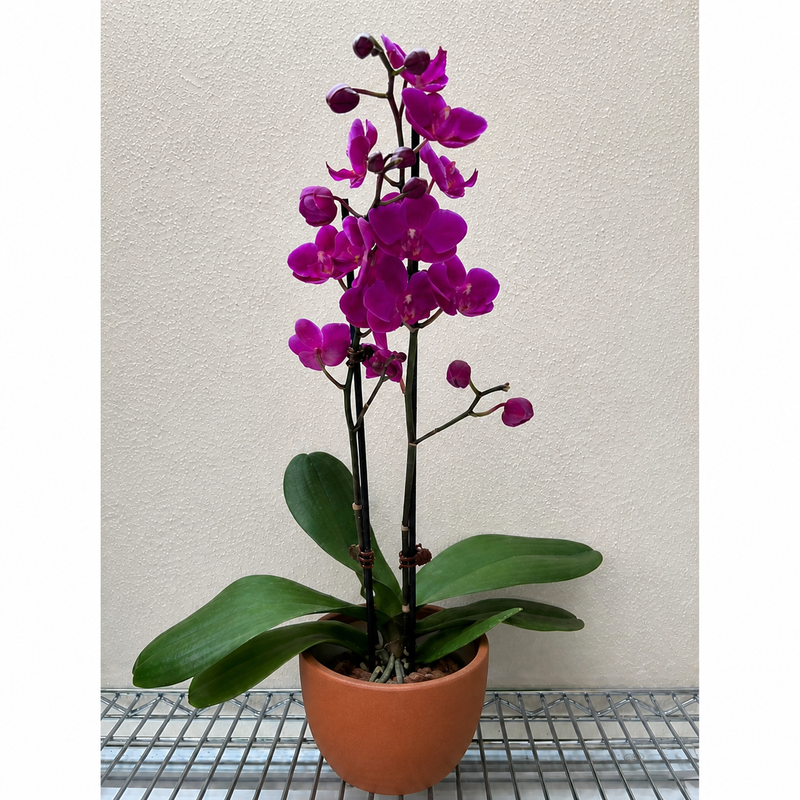 Load image into Gallery viewer, Orchid 'Purple Phalaenopsis'
