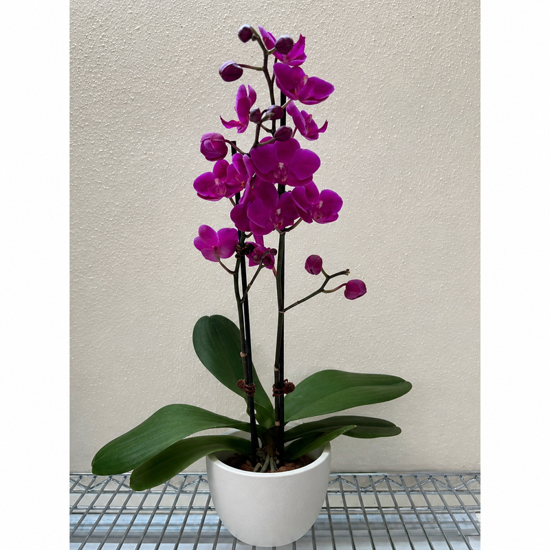 Load image into Gallery viewer, Orchid 'Purple Phalaenopsis'
