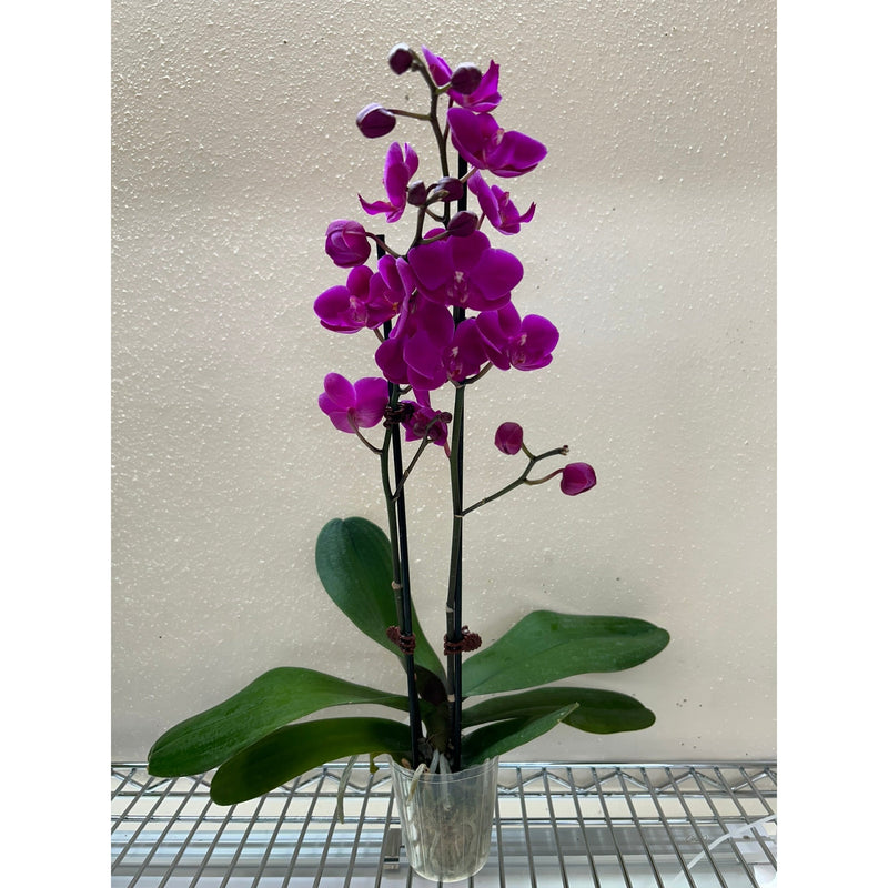 Load image into Gallery viewer, Orchid 'Purple Phalaenopsis'
