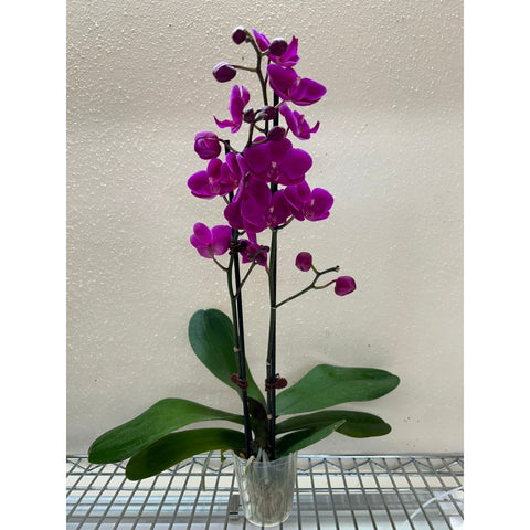 Orchid Purple Phalaenopsis