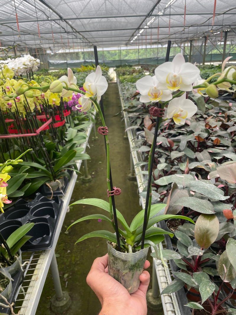 Load image into Gallery viewer, Orchid 'White Phalaenopsis'
