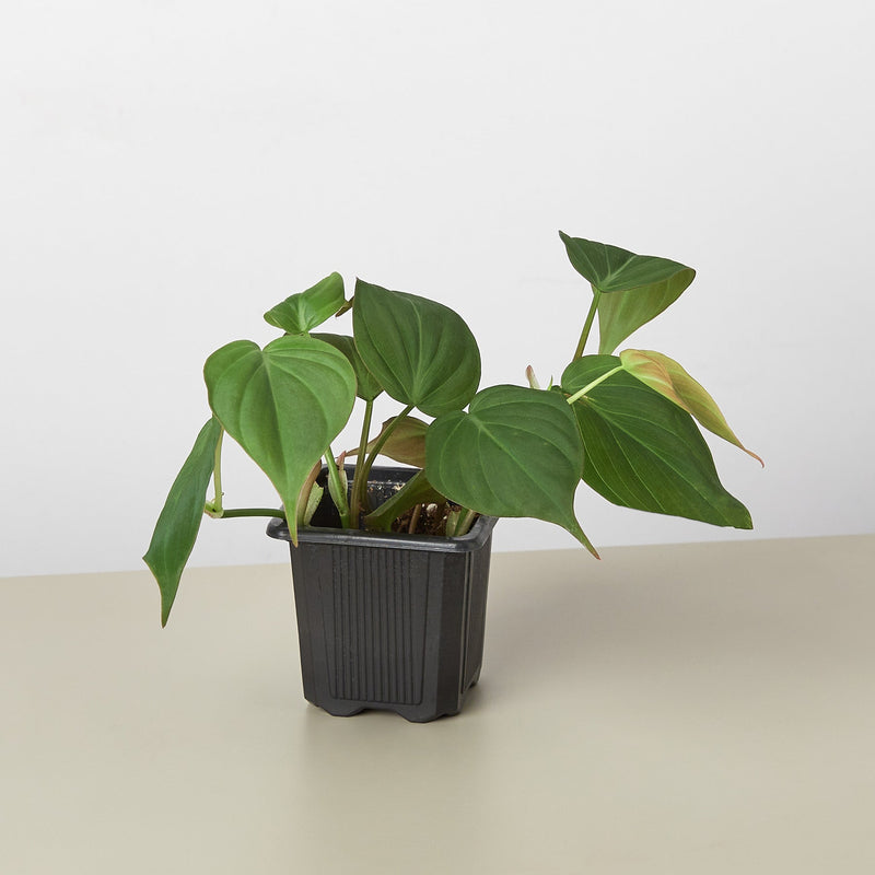 Load image into Gallery viewer, Philodendron 'Velvet'
