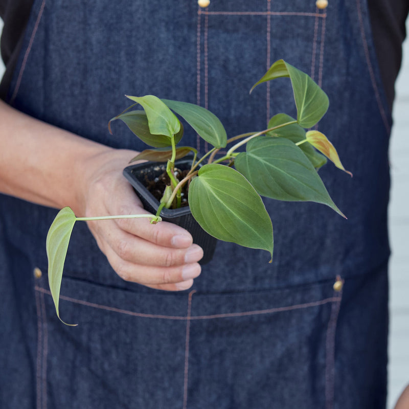 Load image into Gallery viewer, Philodendron 'Velvet'

