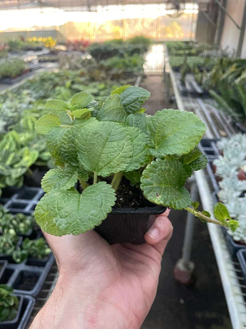 Load image into Gallery viewer, Pilea 'Crinkle'

