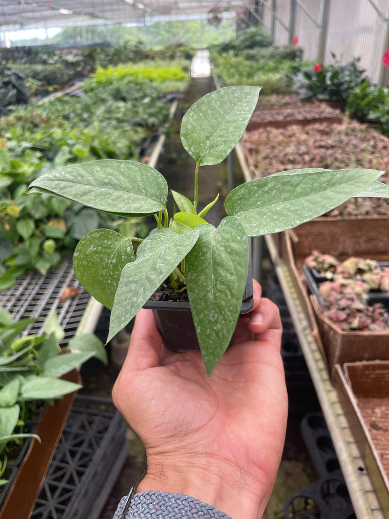 Load image into Gallery viewer, Pothos 'Cebu Blue'
