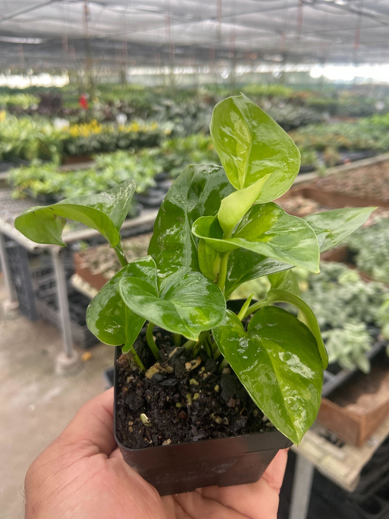 Load image into Gallery viewer, Pothos Global Green
