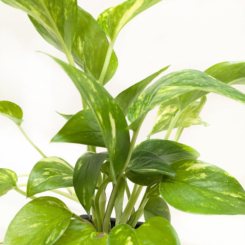 Load image into Gallery viewer, Pothos 'Golden'

