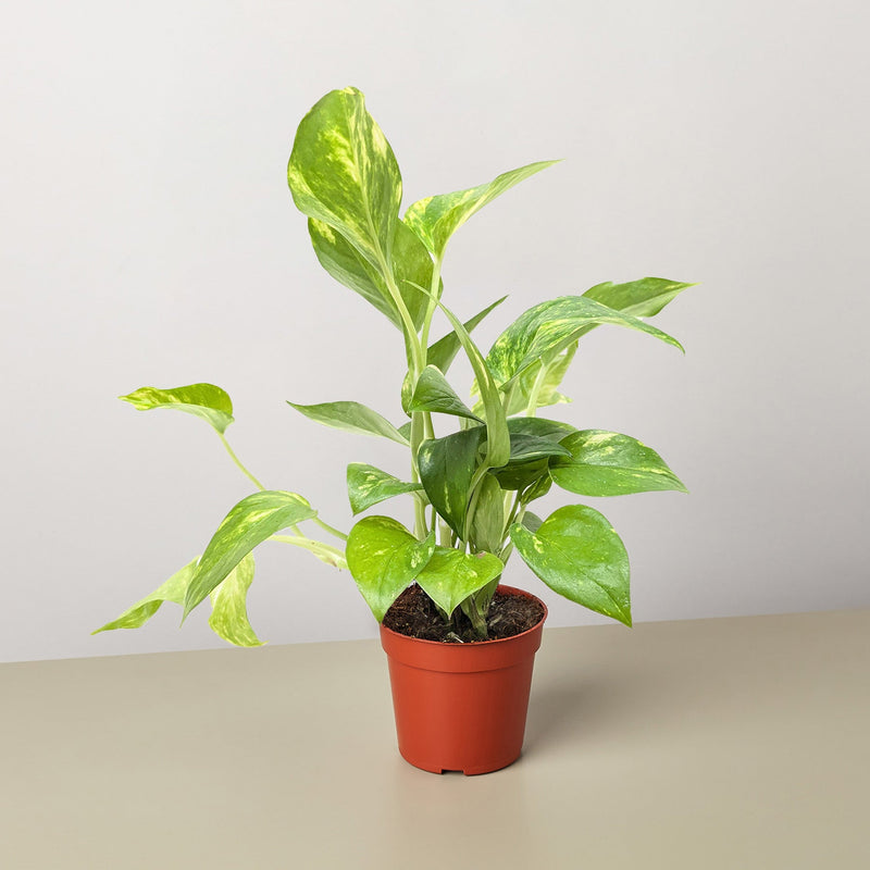 Load image into Gallery viewer, Pothos 'Golden'
