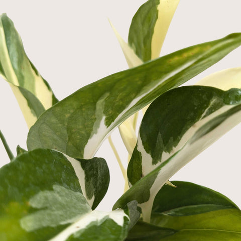 Pothos 'Mutant Manjula', additional product view 2